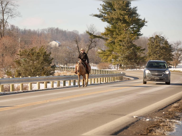 American Quarter Horse Mare 6 years 14,3 hh Palomino in Millersburg, OH