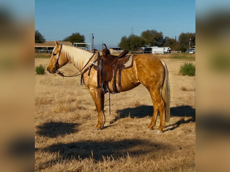 American Quarter Horse Mare 6 years 14,3 hh in Lipan, TX