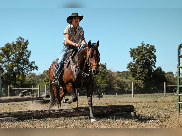 American Quarter Horse Mare 6 years 14,3 hh Roan-Bay in Apple Creek, OH