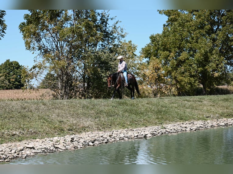 American Quarter Horse Mare 6 years 14,3 hh Roan-Bay in Apple Creek, OH