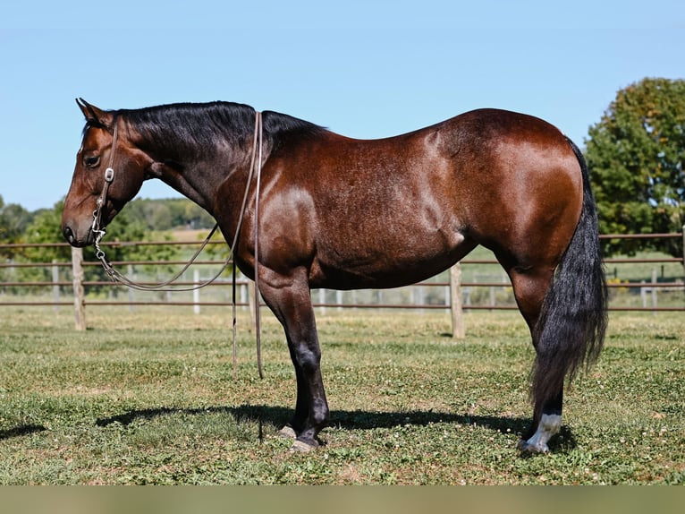 American Quarter Horse Mare 6 years 14,3 hh Roan-Bay in Apple Creek, OH