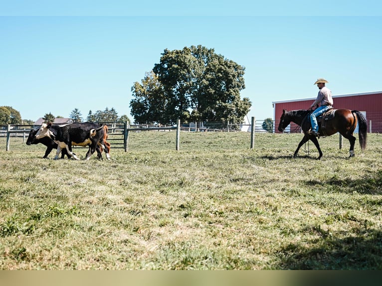 American Quarter Horse Mare 6 years 14,3 hh Roan-Bay in Apple Creek, OH