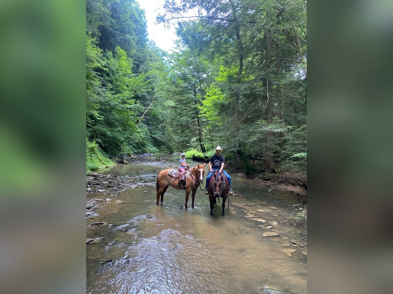 American Quarter Horse Mare 6 years 14,3 hh Roan-Bay in Apple Creek, OH