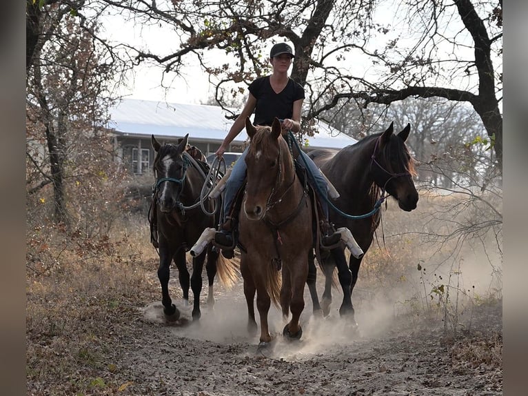 American Quarter Horse Mare 6 years 14.3 hh Roan-Red in Stephenville