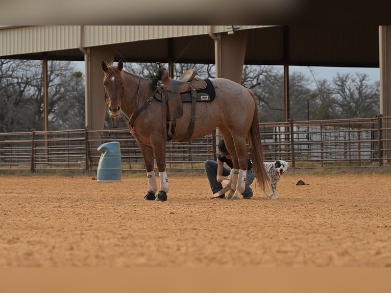 American Quarter Horse Mare 6 years 14.3 hh Roan-Red in Stephenville