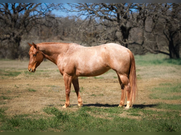 American Quarter Horse Mare 6 years 14.3 hh Roan-Red in Stephenville