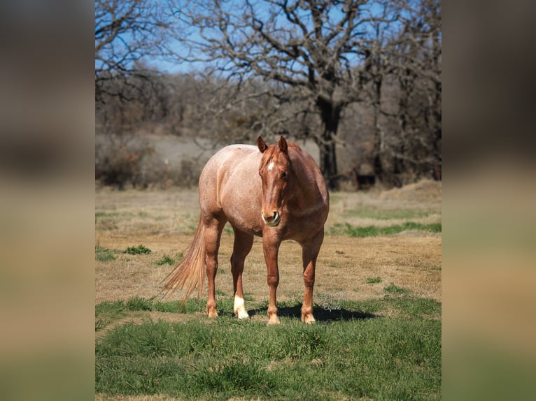 American Quarter Horse Mare 6 years 14.3 hh Roan-Red in Stephenville