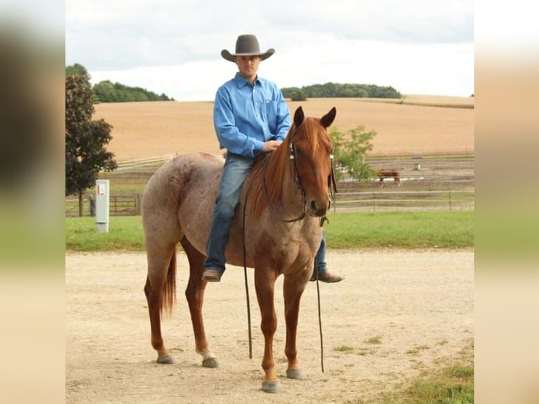 American Quarter Horse Mare 6 years 14,3 hh Roan-Red in Summit, WI
