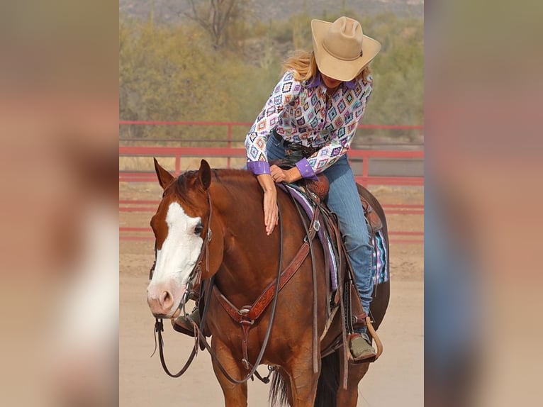 American Quarter Horse Mare 6 years 14,3 hh Sorrel in Cave Creek