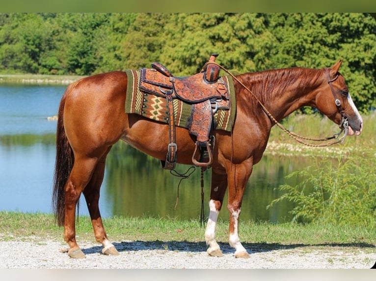 American Quarter Horse Mare 6 years 14,3 hh Sorrel in Robards