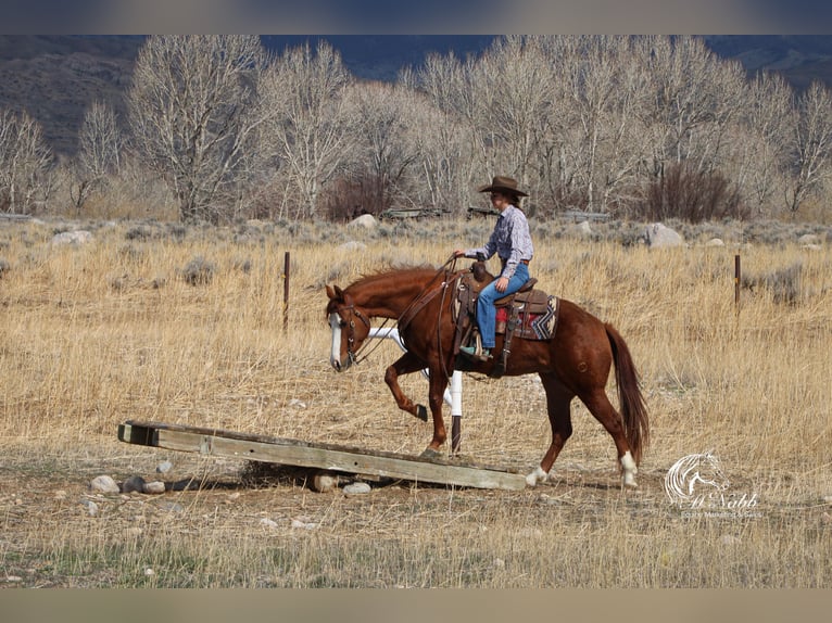 American Quarter Horse Mare 6 years 14,3 hh Sorrel in Cody