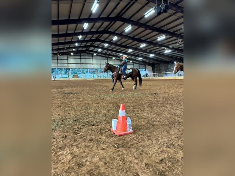 American Quarter Horse Mare 6 years 14 hh Bay in Quitman