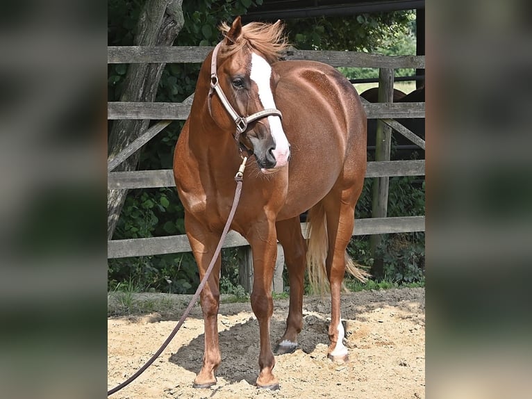 American Quarter Horse Mare 6 years 14 hh Chestnut-Red in Dinslaken