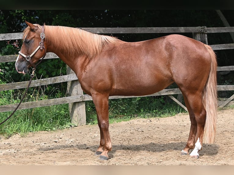 American Quarter Horse Mare 6 years 14 hh Chestnut-Red in Dinslaken
