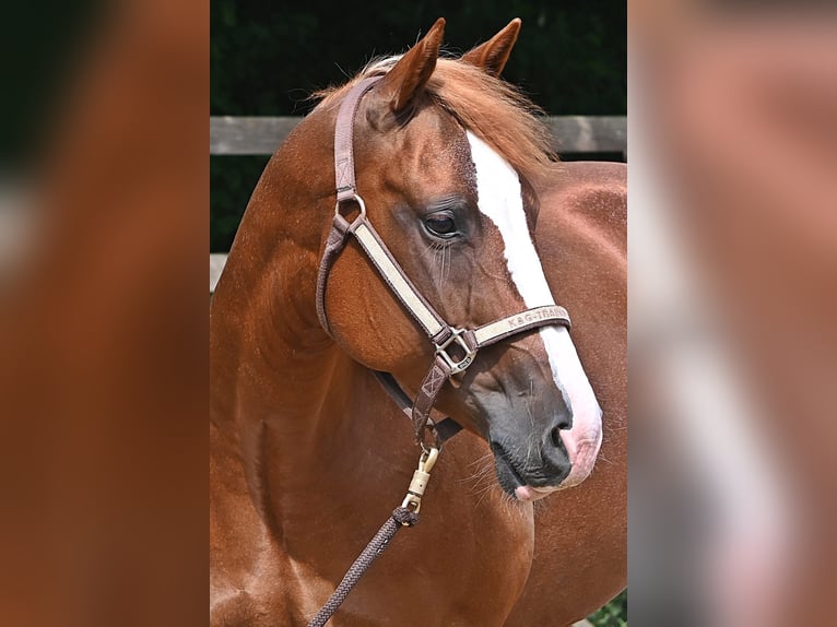 American Quarter Horse Mare 6 years 14 hh Chestnut-Red in Dinslaken