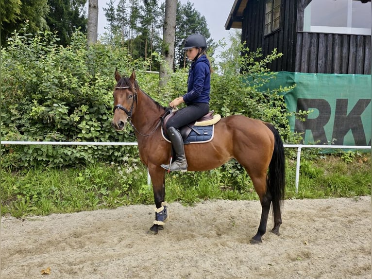American Quarter Horse Mare 6 years 14 hh in Pelmberg