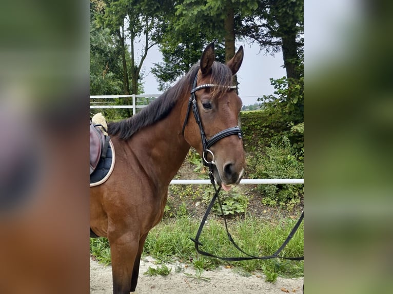 American Quarter Horse Mare 6 years 14 hh in Pelmberg