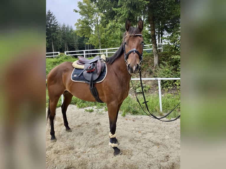 American Quarter Horse Mare 6 years 14 hh in Pelmberg