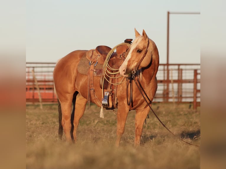 American Quarter Horse Mare 6 years 14 hh Palomino in Stephenville, TX