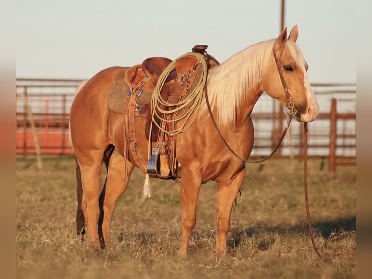 American Quarter Horse Mare 6 years 14 hh Palomino in Stephenville, TX