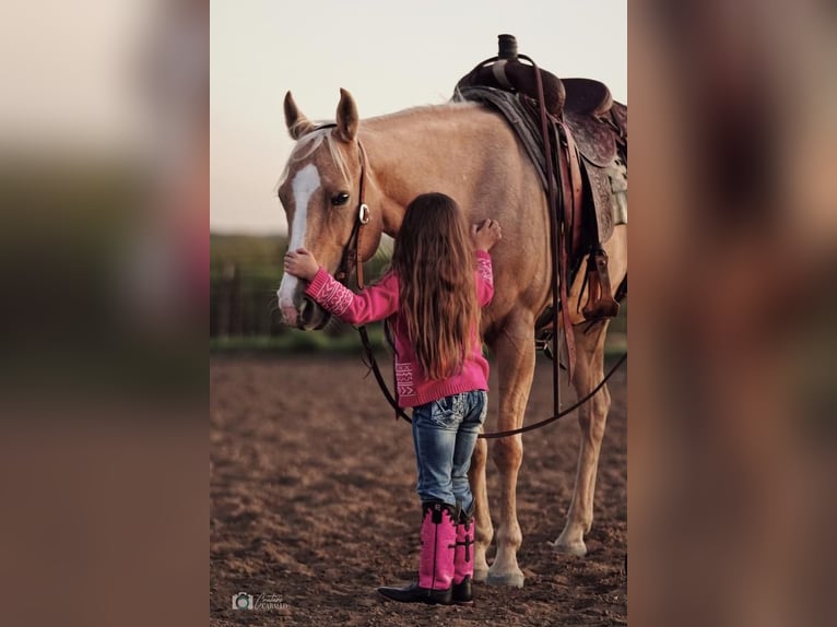 American Quarter Horse Mare 6 years 14 hh Palomino in Addison, TX