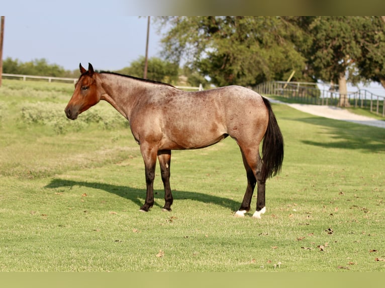 American Quarter Horse Mare 6 years 14 hh Roan-Bay in Decatur