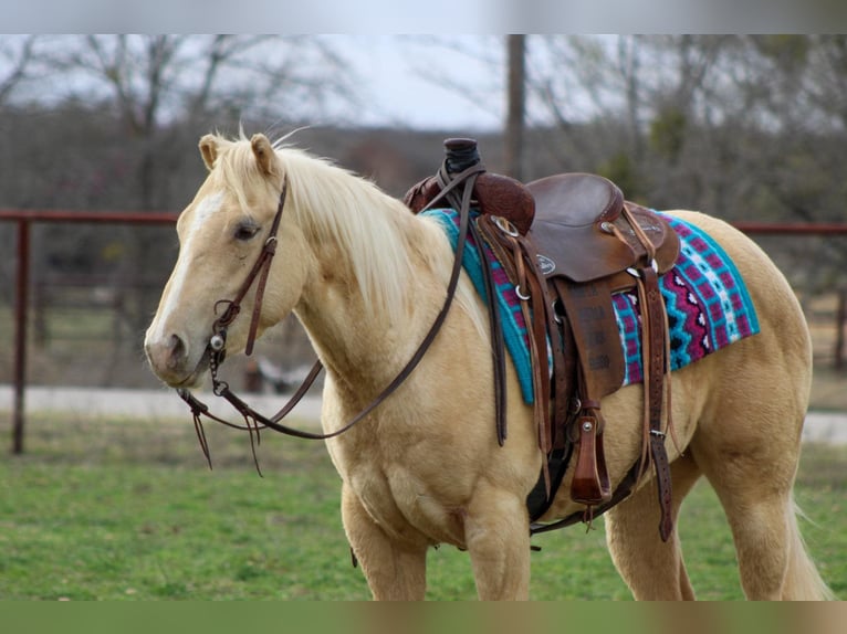 American Quarter Horse Mare 6 years 14,1 hh Palomino in Stephenville TX