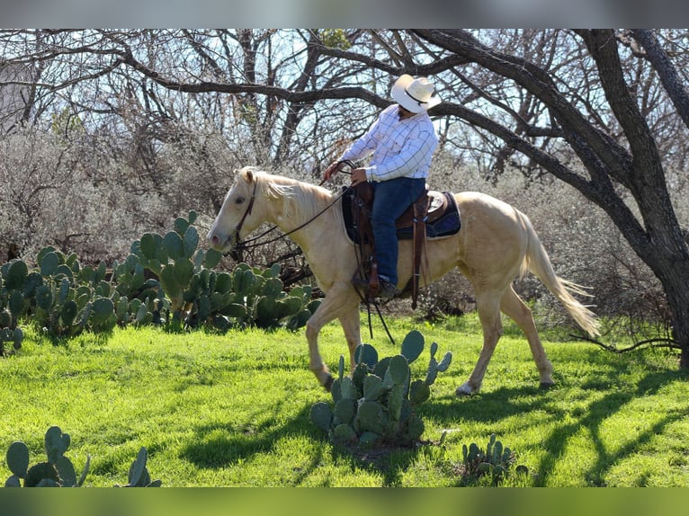 American Quarter Horse Mare 6 years 14,1 hh Palomino in Stephenville TX