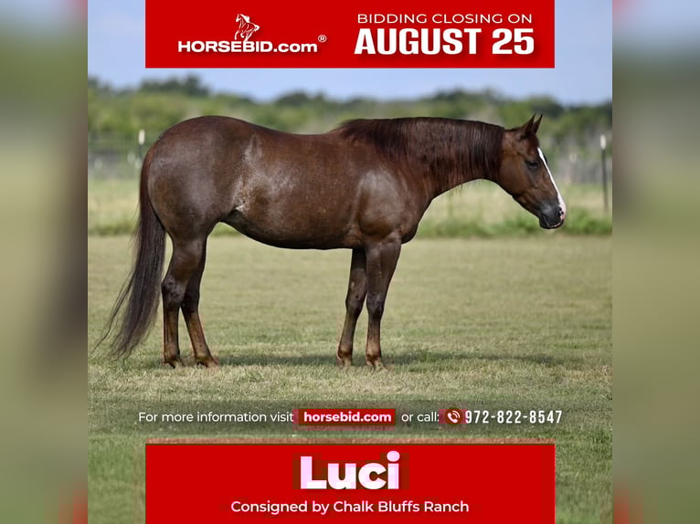 American Quarter Horse Mare 6 years 14,1 hh Sorrel in Kaufman, TX