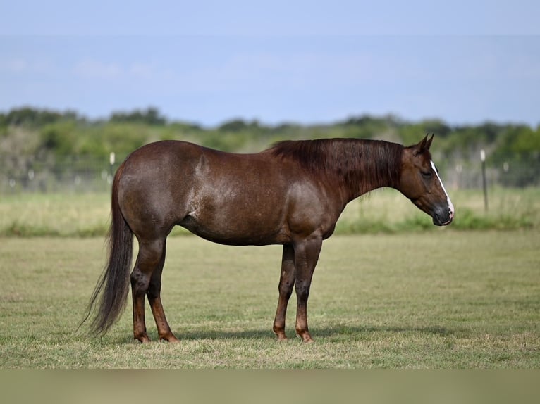 American Quarter Horse Mare 6 years 14,1 hh Sorrel in Kaufman, TX