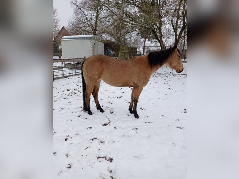 American Quarter Horse Mare 6 years 14,2 hh Buckskin in Langlingen