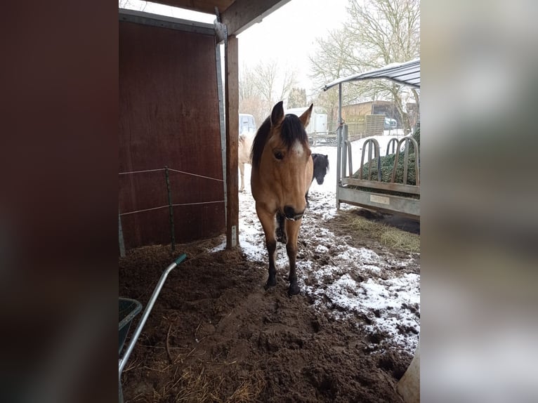 American Quarter Horse Mare 6 years 14,2 hh Buckskin in Langlingen