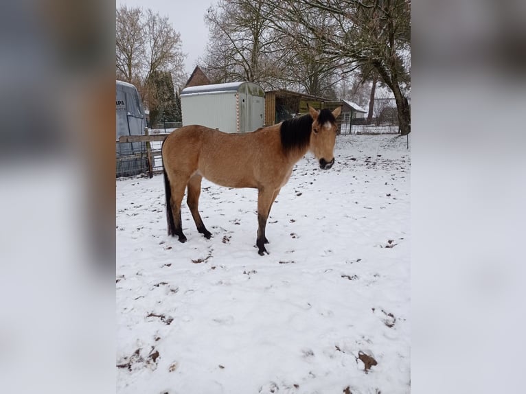 American Quarter Horse Mare 6 years 14,2 hh Buckskin in Langlingen