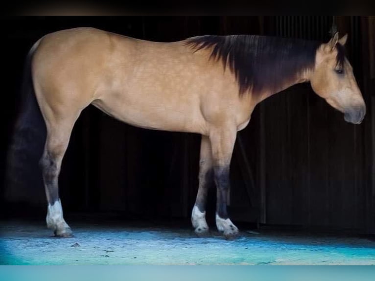 American Quarter Horse Mare 6 years 14,2 hh Buckskin in Sonora KY