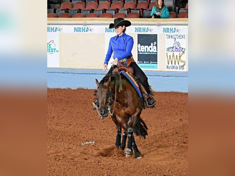 American Quarter Horse Mare 6 years 14,2 hh Chestnut in Buffalo