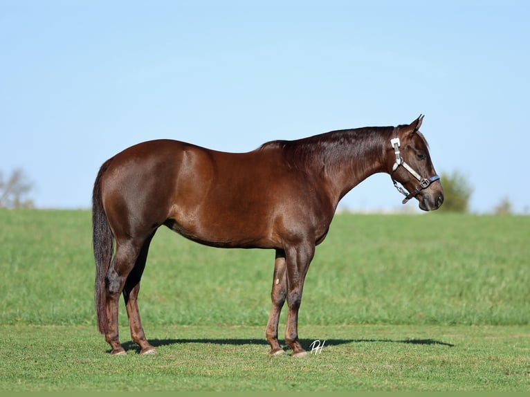American Quarter Horse Mare 6 years 14,2 hh Chestnut in Buffalo