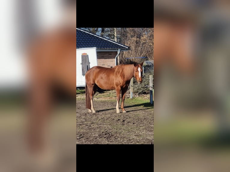 American Quarter Horse Mare 6 years 14,2 hh Chestnut-Red in Alt Duvenstedt