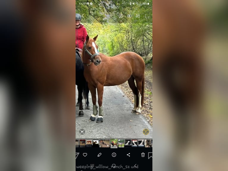 American Quarter Horse Mare 6 years 14,2 hh Chestnut-Red in Alt Duvenstedt