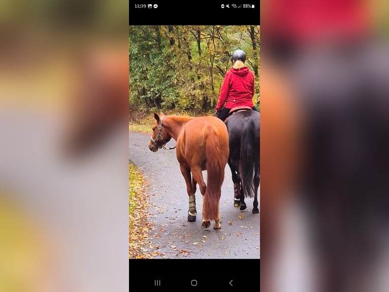 American Quarter Horse Mare 6 years 14,2 hh Chestnut-Red in Alt Duvenstedt