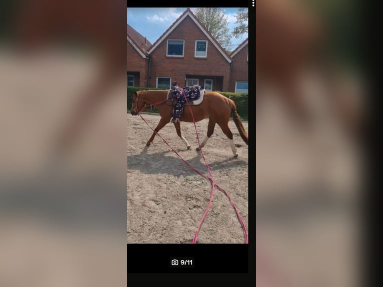 American Quarter Horse Mare 6 years 14,2 hh Chestnut-Red in Alt Duvenstedt