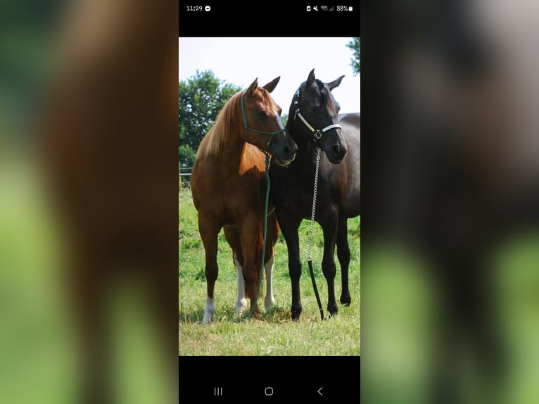 American Quarter Horse Mare 6 years 14,2 hh Chestnut-Red in Alt Duvenstedt