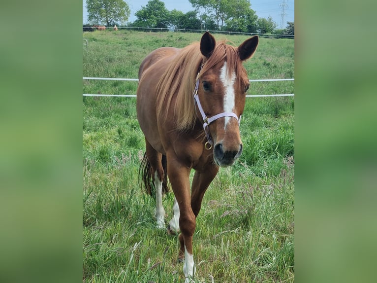 American Quarter Horse Mare 6 years 14,2 hh Chestnut-Red in Alt Duvenstedt