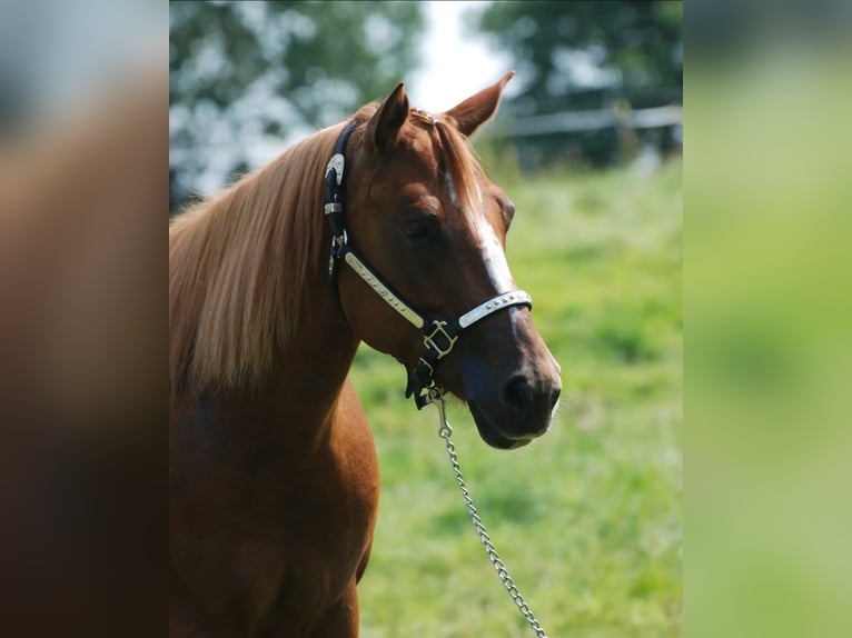 American Quarter Horse Mare 6 years 14,2 hh Chestnut-Red in Alt Duvenstedt