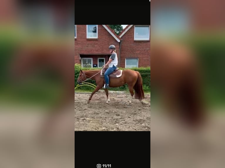 American Quarter Horse Mare 6 years 14,2 hh Chestnut-Red in Alt Duvenstedt