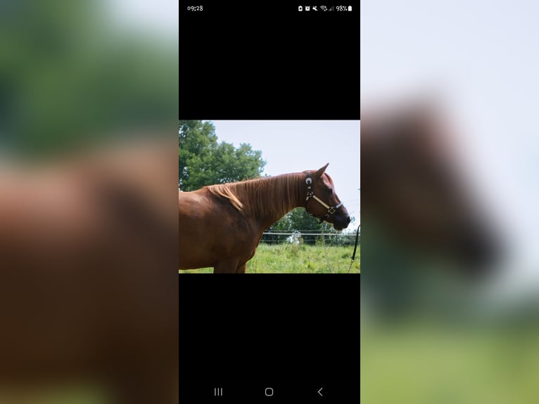 American Quarter Horse Mare 6 years 14,2 hh Chestnut-Red in Alt Duvenstedt