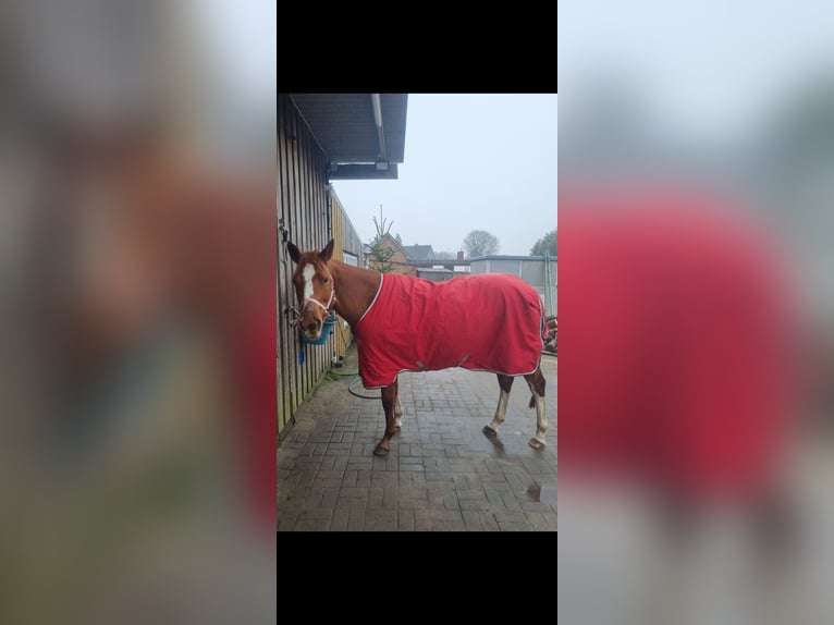 American Quarter Horse Mare 6 years 14,2 hh Chestnut-Red in Alt Duvenstedt