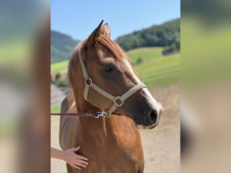 American Quarter Horse Mare 6 years 14,2 hh Chestnut-Red in Elzach Oberprechtal