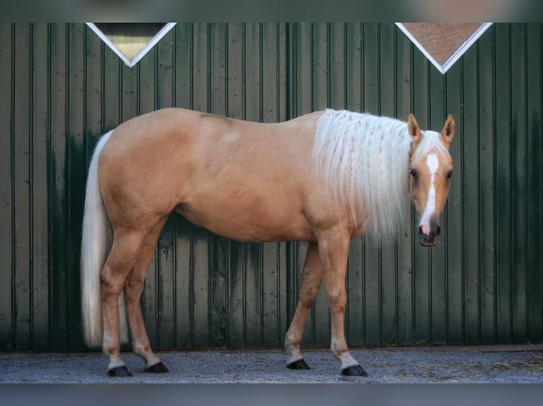 American Quarter Horse Mare 6 years 14,2 hh Palomino in Issum