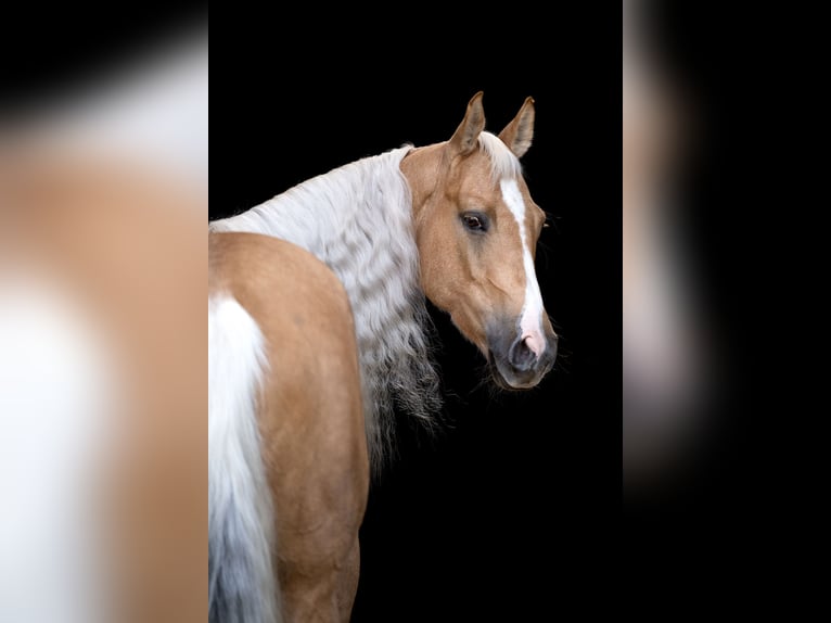 American Quarter Horse Mare 6 years 14,2 hh Palomino in Issum
