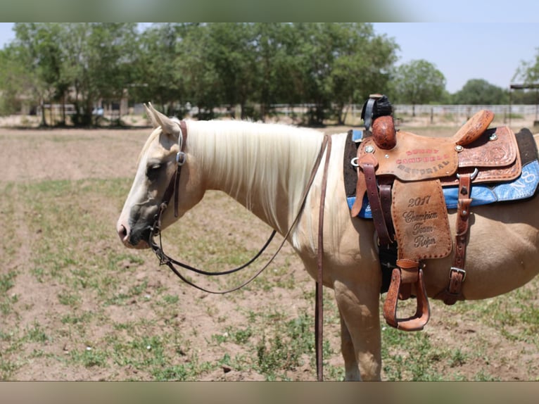 American Quarter Horse Mare 6 years 14,2 hh Palomino in El Paso TX